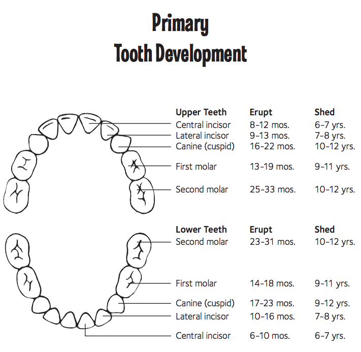 Order Of Baby Teeth Coming In Chart