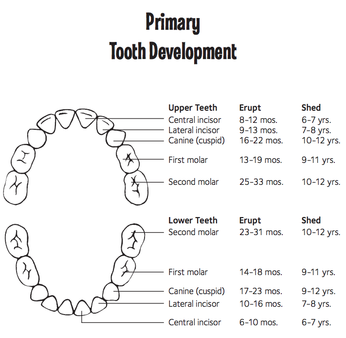 Children S Molars Chart