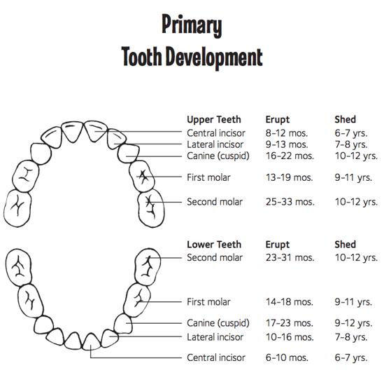 Baby Teeth Order, Baby Teeth Chart